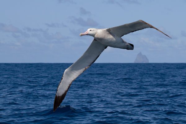bird