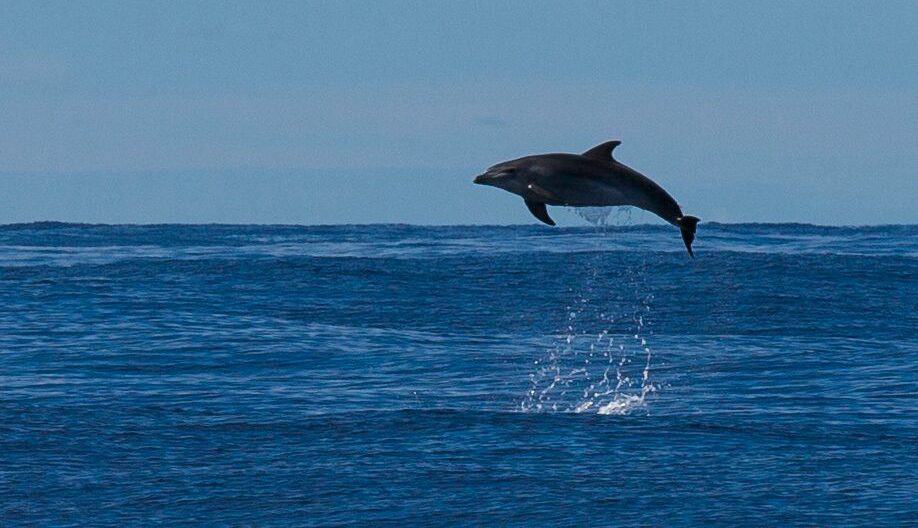 dolphin