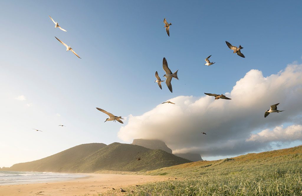 arajilla_landscapes_blinkies_beach_turns_1024x665