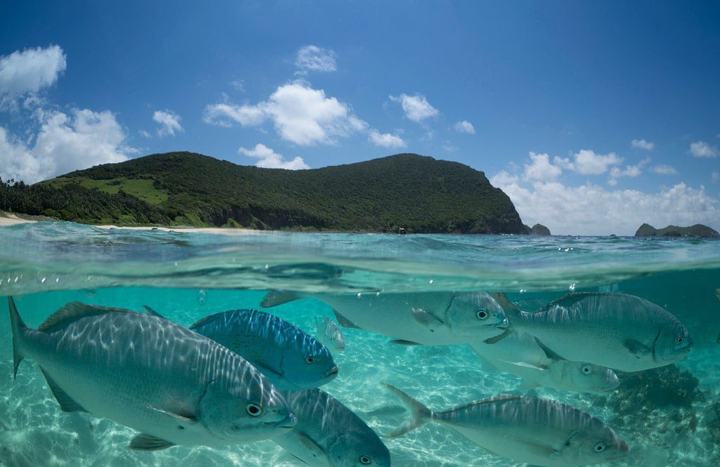 arajilla_landscapes_fish_neds_beach_1024x665