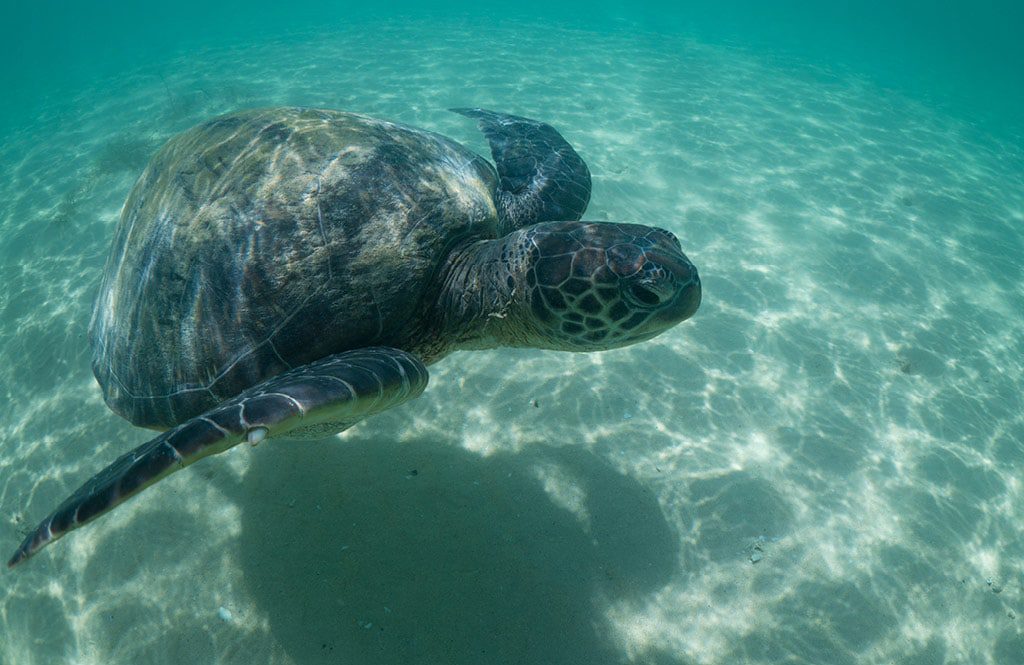 arajilla_landscapes_turtle_1024x665
