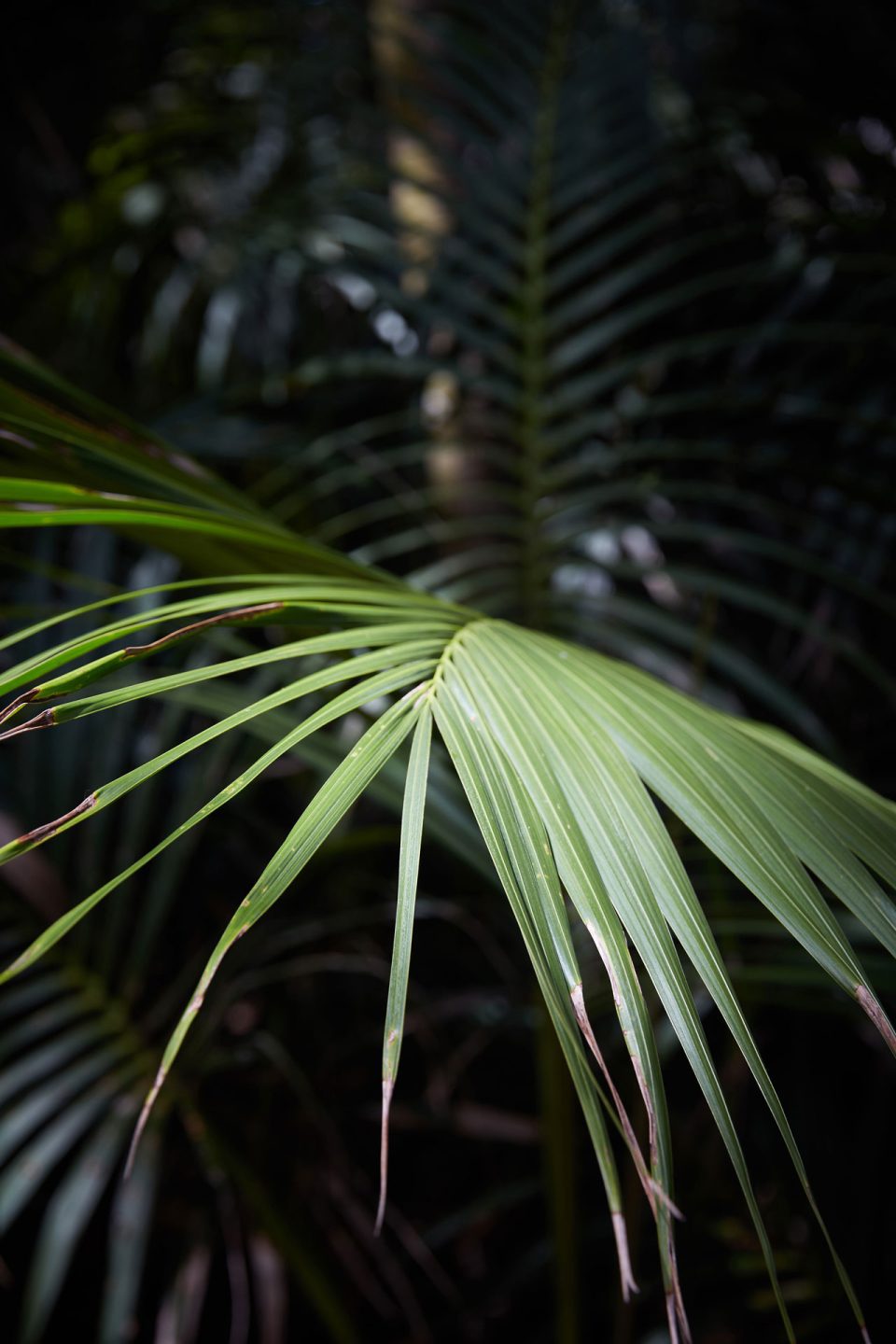 Arajilla-Leaf-2