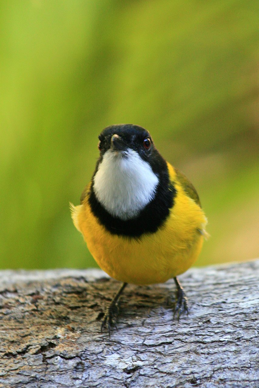 Arajilla-Wildlife-1
