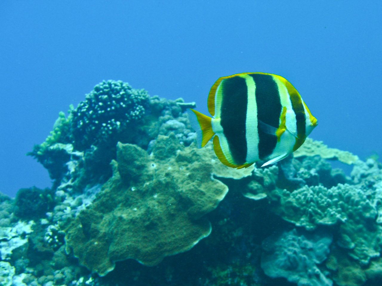 Arajilla-Wildlife-10