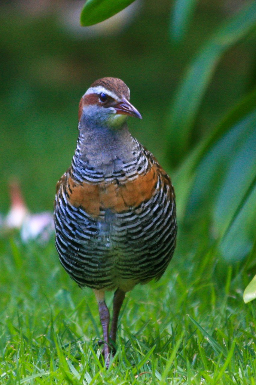 Arajilla-Wildlife-3