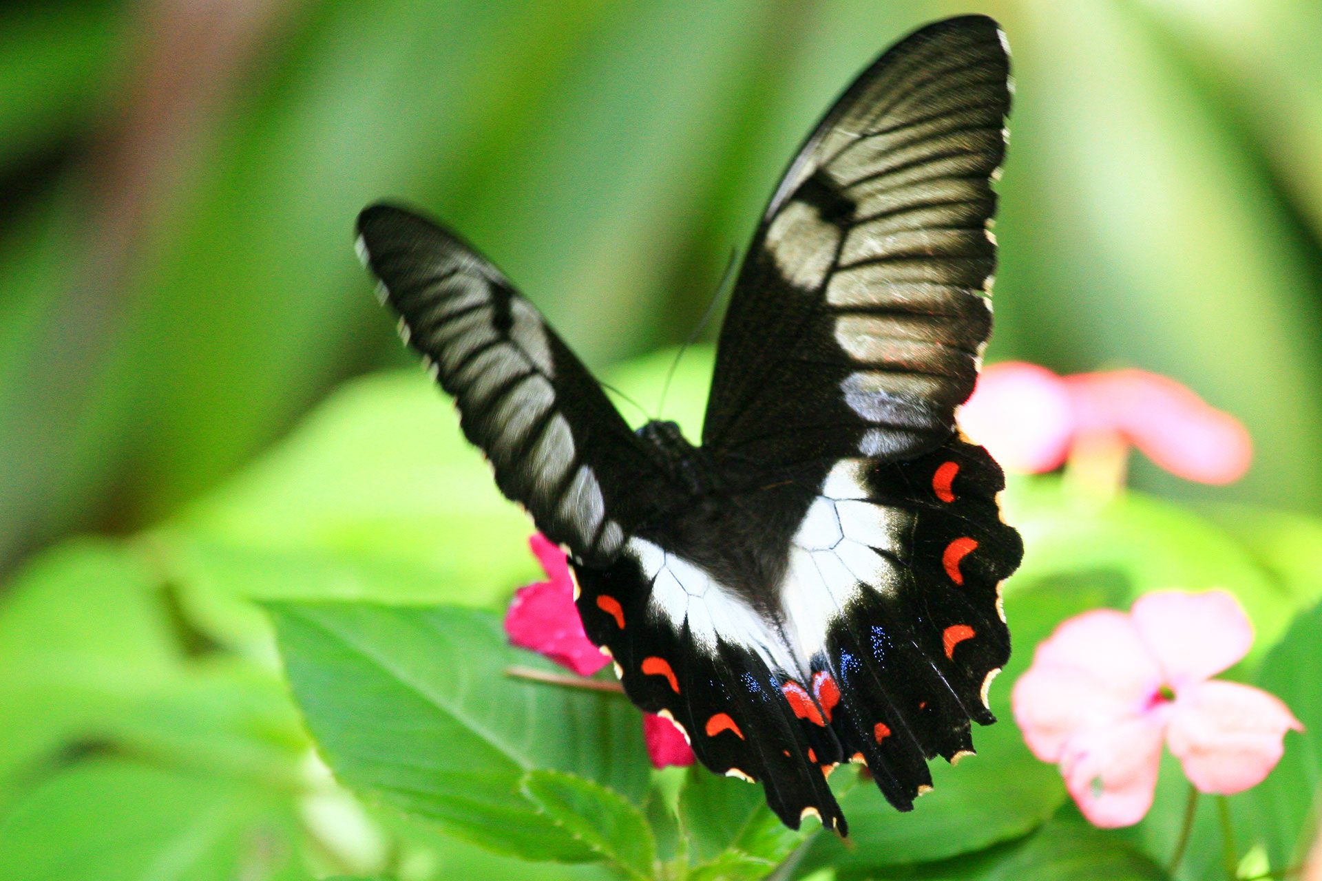 Arajilla-Wildlife-4
