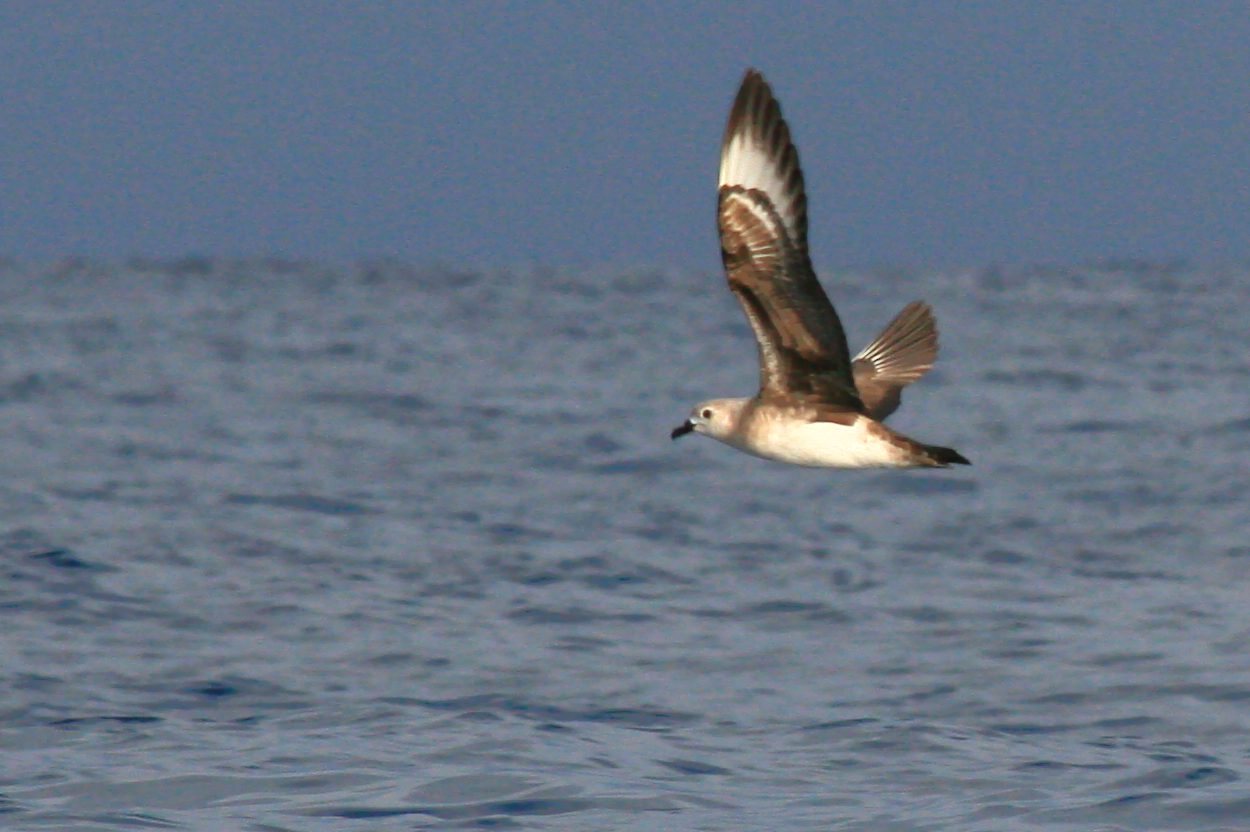 Arajilla-Wildlife-5