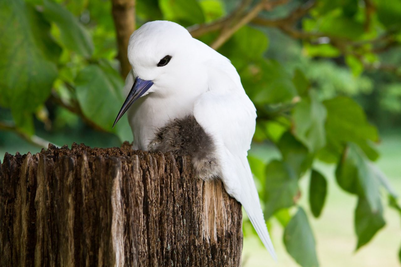 White Tern and chick