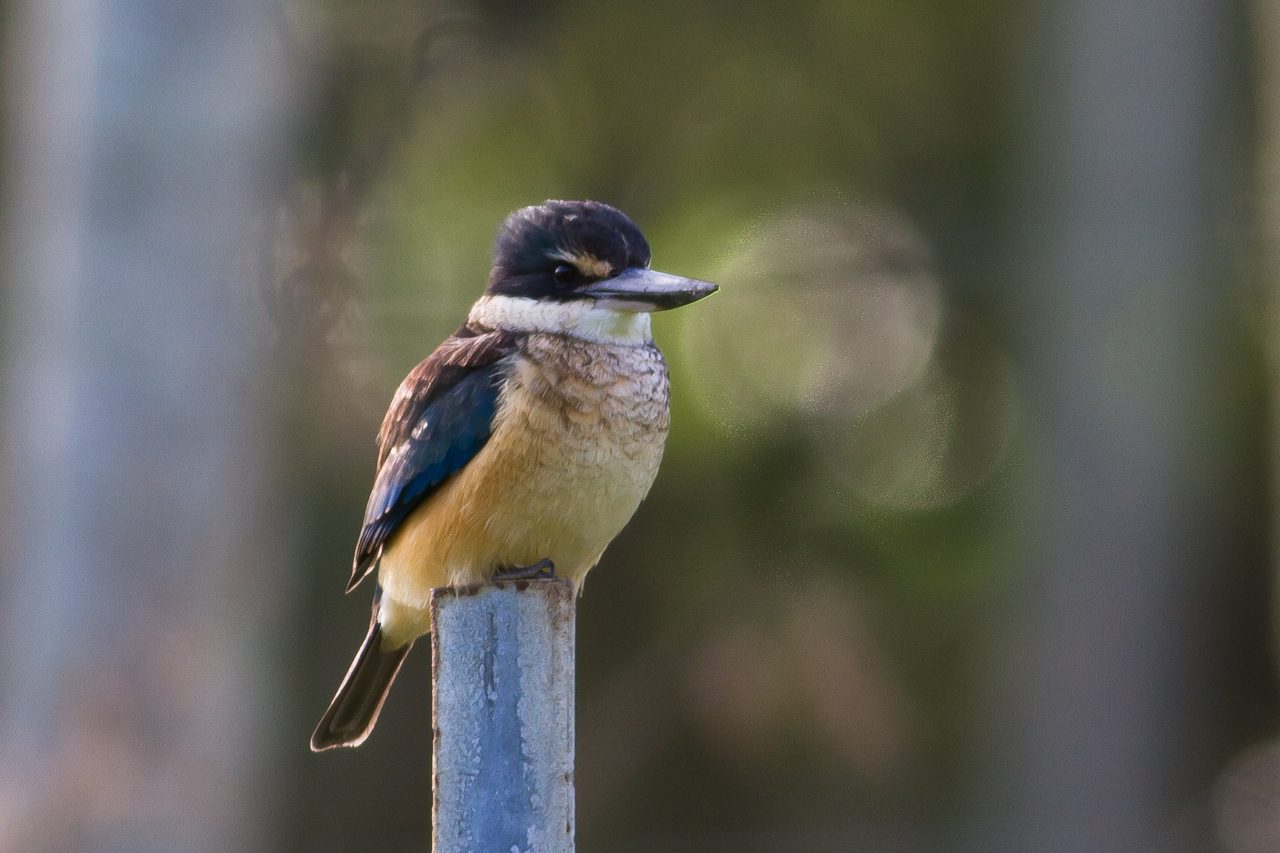 Arajilla-Wildlife-7