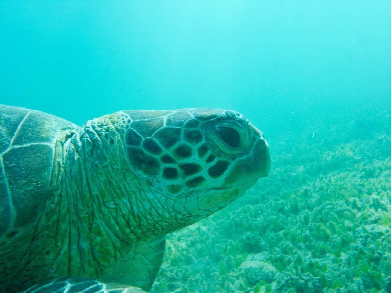 One of the turtles on Old Settlement Beach
